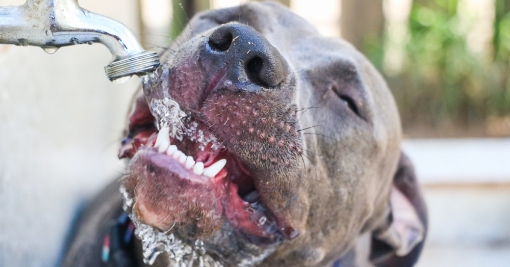 Hundefreundlicher Garten: 5 Dinge, die du brauchst